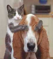 Cat closes a dog's eyes