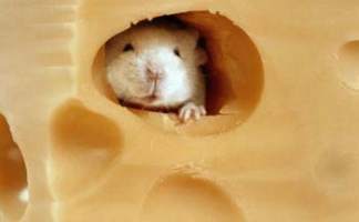 A mouse in a piece of gruy�re cheese