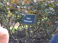 London, April 13-15th 2007: Meeting Sun Lim. Regent's Park: they have absurd names for roses.