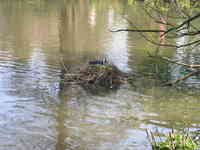 London, April 13-15th 2007: Meeting Sun Lim. Regent's Park: Either a bird or not.